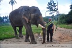 Ačkoli nejlepší místa, kde můžete poznat slony, jsou v džunglích na severu, běžně se s nimi setkáte i v turistických oblastech, na plážích a ostrovech na jihu.