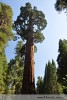 Pohled na gigantické sequioe v porovnání s ostatními stromy, ohromí snad každého