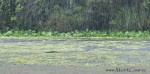 Florida - plavba skrze džungli na kánoji v tropickém lijáku po řece plné maskovaných aligátorů je zážitek, na který do smrti nezapomenete...