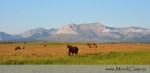 Jihozápadní Alberta je úžasné místo pro ty kdo milují koňě, farmy a westernový způsob života. Zde, pod nádhernýma horama jsme si výborně zajezdili na koních a prožili hezké chvíle mezi místníma cowboys.