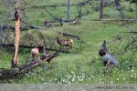 V severní Americe se dostanete ke zvířatům velmi blízko a mnohem jednodušeji než u nás v Evropě. Nejen u medvědů a bizonů, ale i např. u jelenů a losů je rozumné dodržovat bezpečnou vzdálenost, aby se necítili v ohrožení