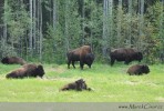Na severu Kanady je jedno dlouhé údolí kde jsme potkali několik stád volně žijících bizonů - celkem kolem 100 kusů, byl to úžasný zážitek