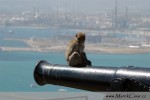 Gibraltar je jediné místo v Evropě, kde žíjí volně opice Makakové bezocasí. Jsou pěkně drzé, pozor na věci. Můžete je krmit, fotit se s nimi, ale nepokoušejte se na ně sahat - rády koušou o čemž jsem se sám přesvědčil...