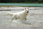 Tento hezký pes se pořádně vydováděl na břehu jednoho z jezer v Dolomitech