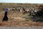 V oblasti u Harranu se jakoby zastavil čas a člověk se tu cítí někdy jako ve starých biblických dějinách