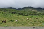 Hory zahalené v mracích nebo mlze, džungle a pastviny s dobytkem jsou velmi často k vidění v celé Střední Americe, která se nachází v tropickém podnebném pásmu. 