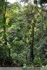 Darienská džungle je mimo vysekané chodníčky, které používají přavážně vojáci a pašeráci, velmi hustá a neprostupná.