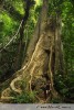 V džunglích jihovýchodní Asie narazíte na gigantické stromy, které u země dosahují rozměrů téměř srovnatelných jako u severoamerické sekvoje. 