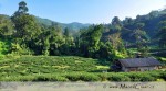 Během našeho putování po severu, jsme překvapivě narazili na kryté údolí, na jehož svazích se nacházely krásné čajové plantáže.
