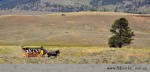 Ačkoli toto je vyjížďka pro turisty na hranici Montány-Wyomingu, na mnoha místech Ameriky, mimo civilizaci a ruch velkoměst, můžete zažít atmosféru divokého západu, kde se místní na nic nehrají-přirozeně tím žijí. Podmínky k tomu jsou fantastické