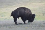 V Yellowstonu se setkáte s mnoha zvířaty, mezi nimiž nebudou chybět ani bizoni. Ti se zde pasou spokojeně na velkém území v několika stádech